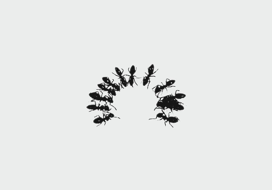 Crescent Ants Photograph by Alida M Haslett