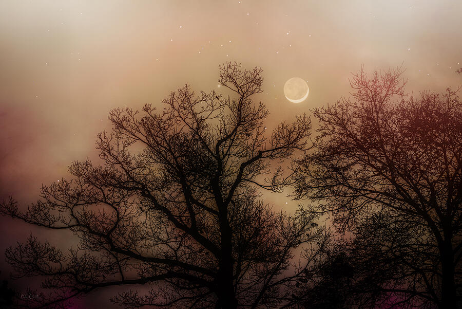 Tree Photograph - Crescent Between The Trees by Bob Orsillo