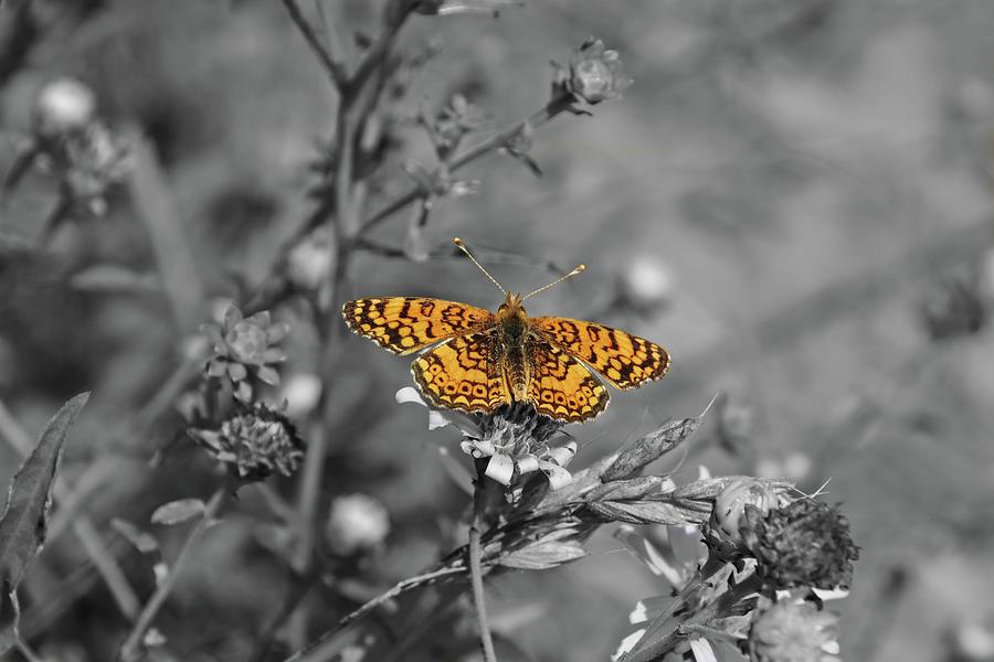 Butterfly Photograph - Mylitta Crescent Butterfly Selective Coloring by Marlin and Laura Hum