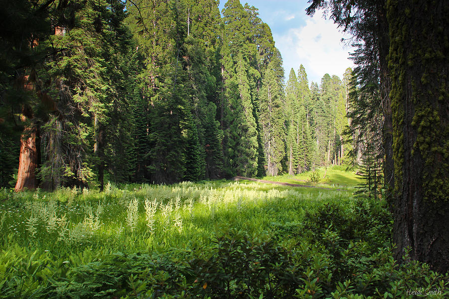 Crescent Meadow In Sequoia Photograph by Heidi Smith