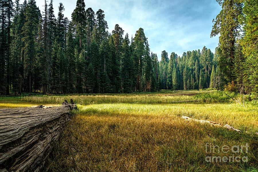 Crescent Meadows Sequoia NP Photograph by Daniel Heine