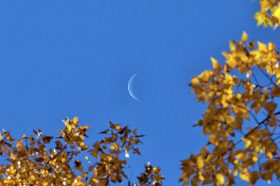 Crescent Moon and Fall Foliage Photograph by Tony Hake