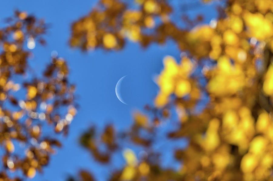 Crescent Moon Framed by Fall Foliage Photograph by Tony Hake | Pixels