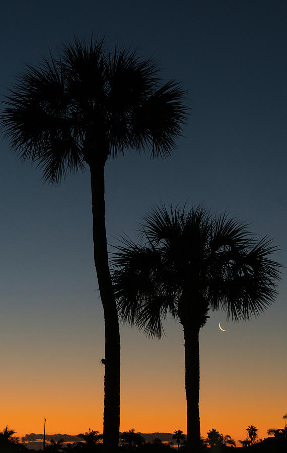 Crescent Moon Palm Dawn Delray Beach Florida Photograph by Lawrence S Richardson Jr
