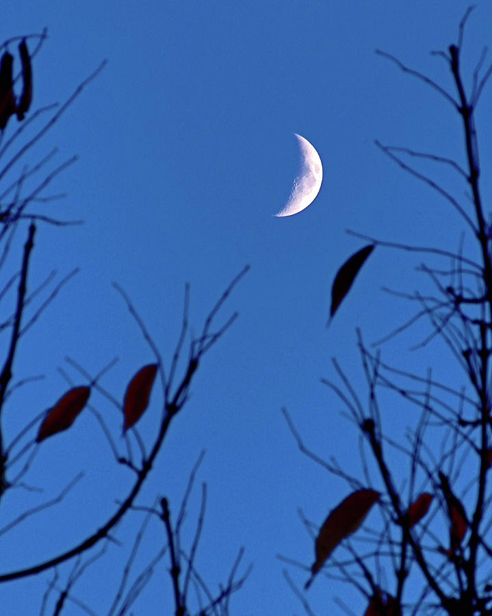 Crescent Moon Through the Trees Photograph by Ira Marcus