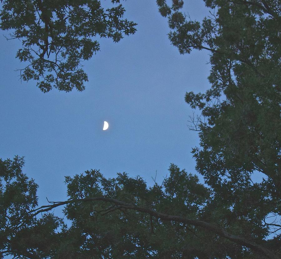 Crescent Moon through the Trees Photograph by Janet K Wilcox | Fine Art ...