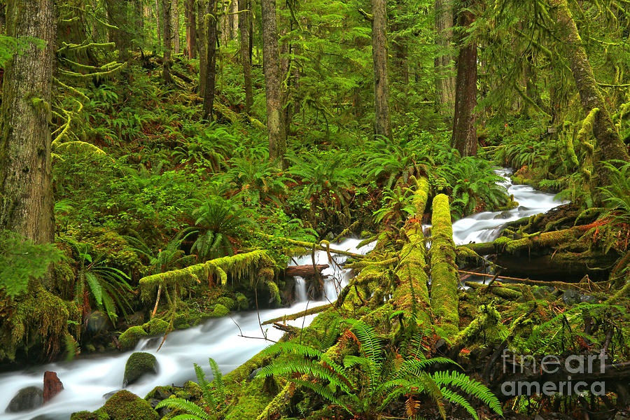 Crescent Rainforest Stream Photograph by Adam Jewell