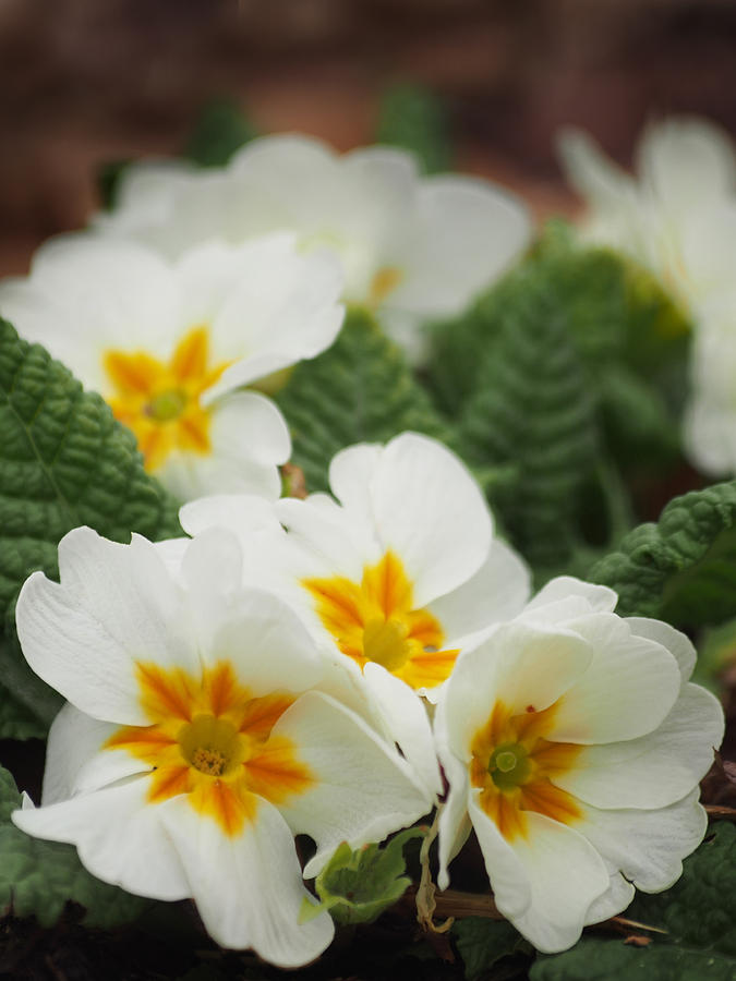 Cresendo Primrose Flowers Photograph by Dorothy Lee