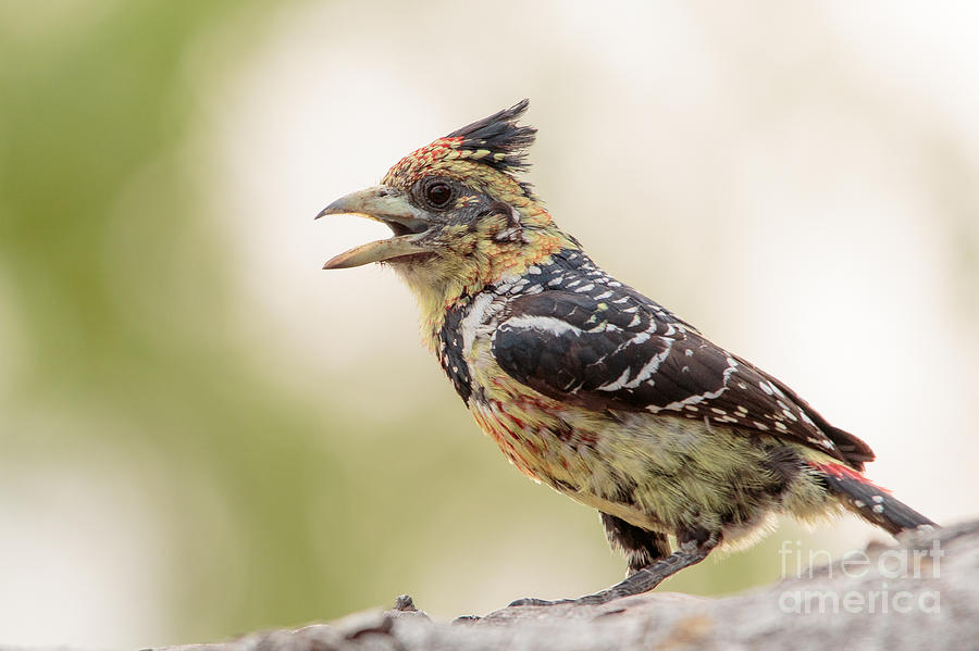 Crested Barbet - Barbican promepic - Trachyphonus vaillantii Photograph by Nature and Wildlife Photography