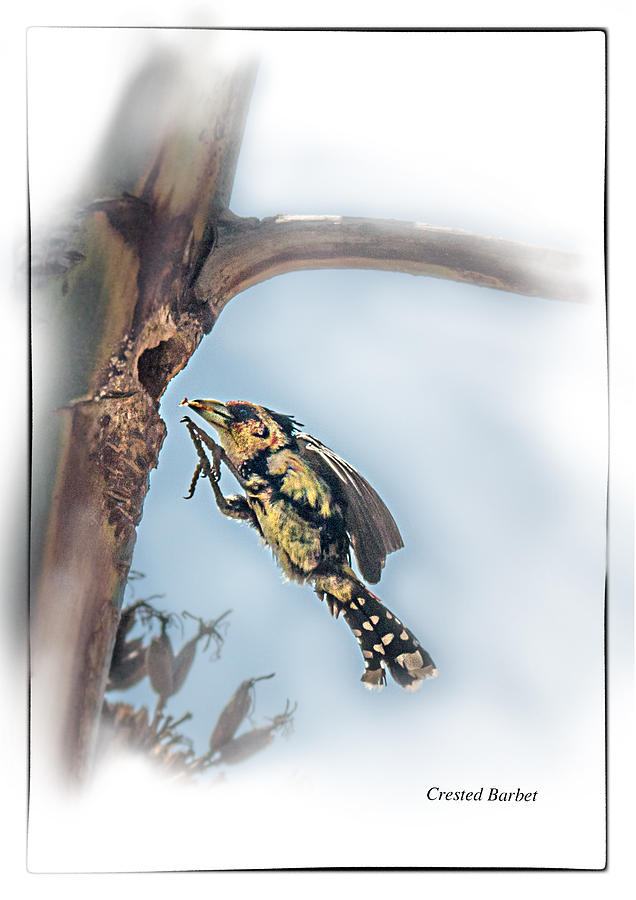 Crested Barbet Photograph