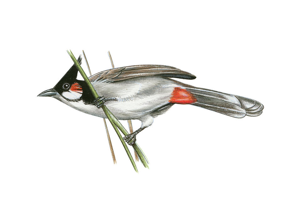Birds: Red-whiskered bulbul