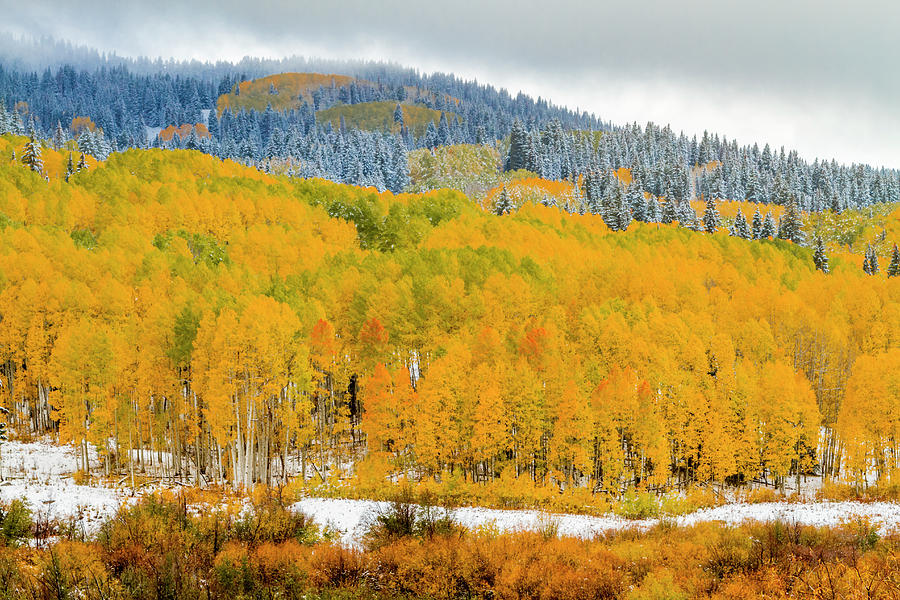 Crested Butte Colorado Autumn Color Photograph by Teri Virbickis