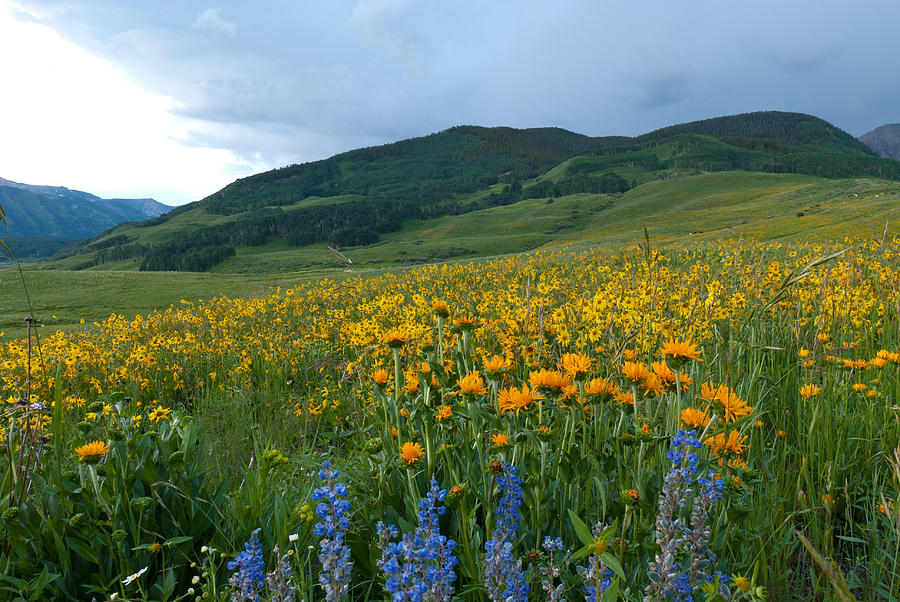 Crested Butte Evening Wildflowers And Mountains Photograph