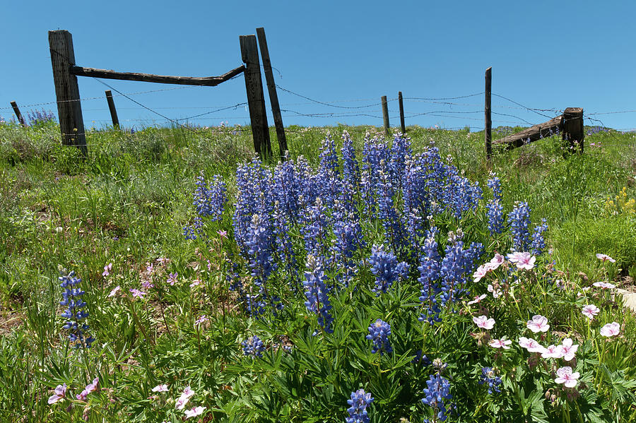 Crested Butte Lupine and Fence Detail Photograph by Cascade Colors