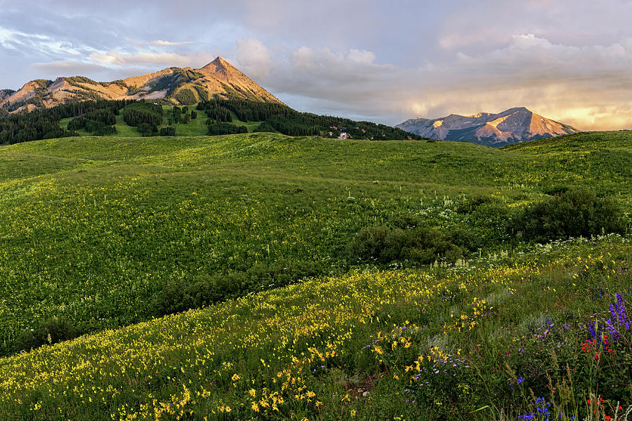 Crested Butte Sunset Wildflowers Photograph by Tibor Vari - Fine Art ...