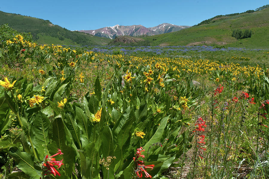 Crested Butte Wildflower Meadow and Mountains Photograph by Cascade Colors