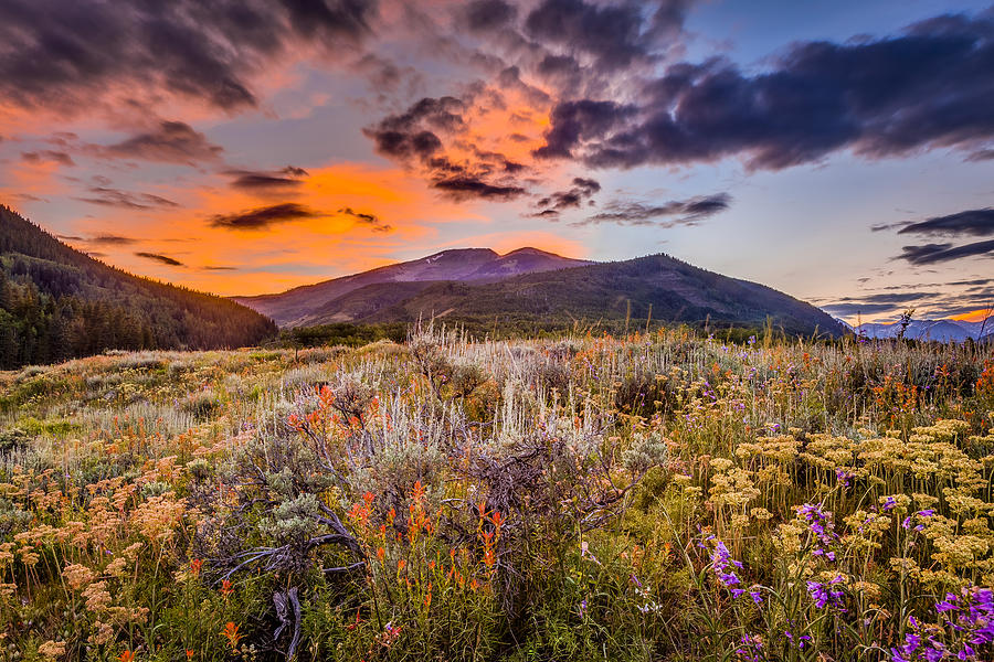 Crested Butte Wildflowers At Sunset 2 Photograph by Matthew Wert