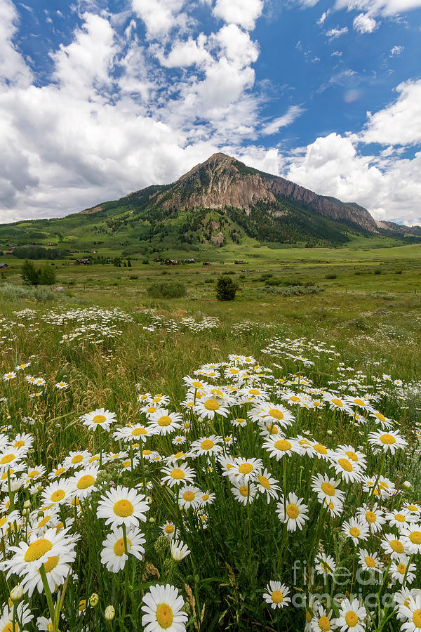 Crested Butte Wildflowers Photograph by Ronda Kimbrow