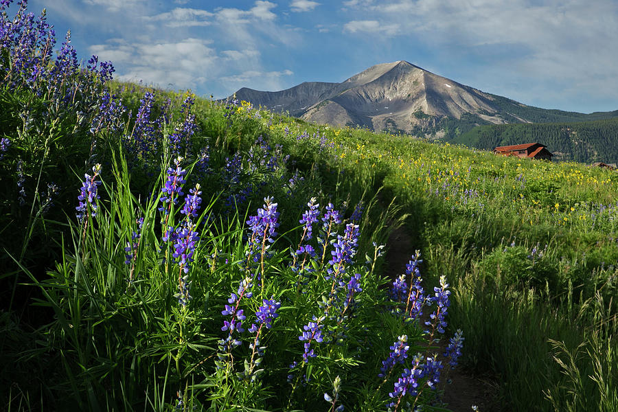 Mountain Wildflowers Photograph by Sue Cullumber
