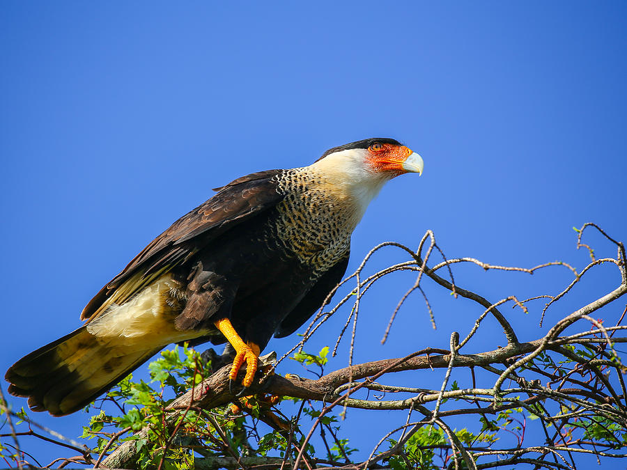 Crested Caracar Photograph by Dart Humeston