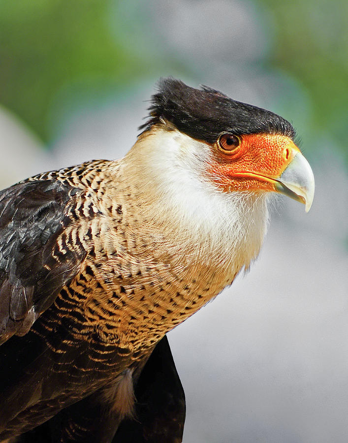 Crested Caracara Photograph by Dawn Currie