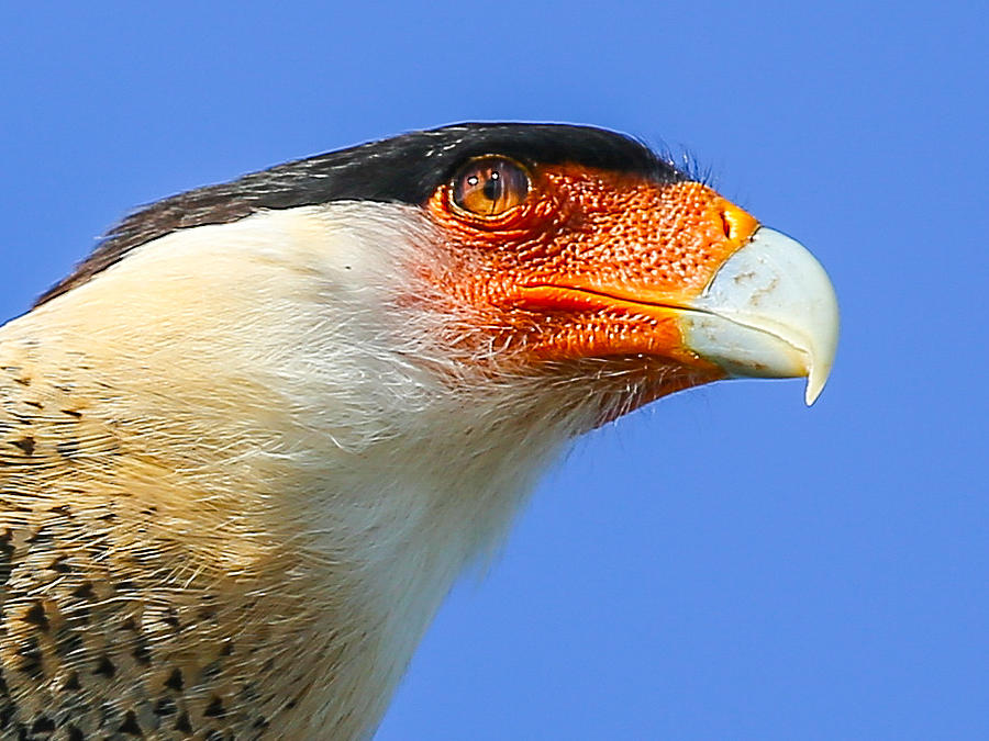 Crested Caracara Face Photograph by Dart Humeston