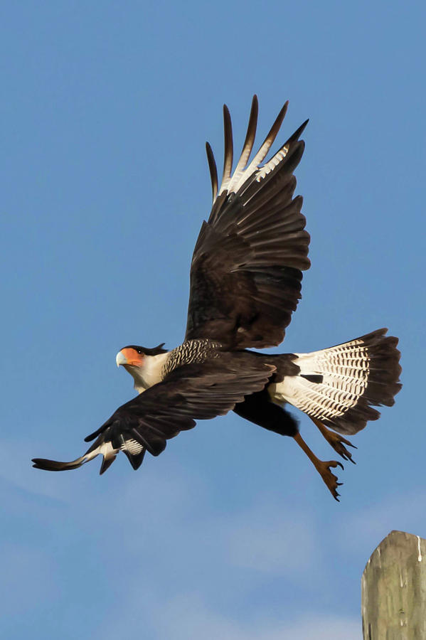 Crested Caracara  Photograph by Kelly Kennon