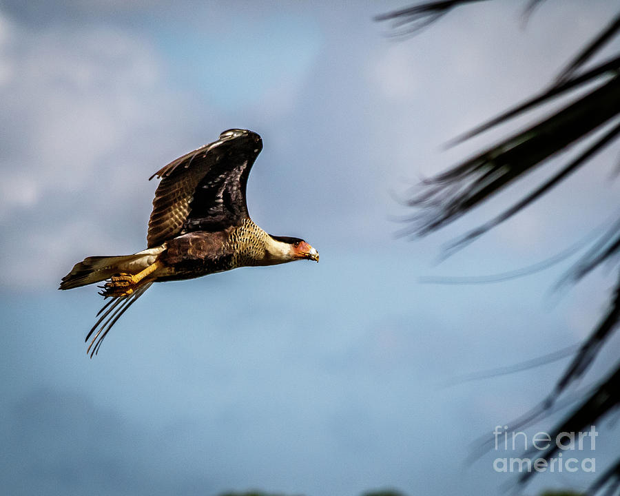 Crested Caracara Photograph by Les Greenwood