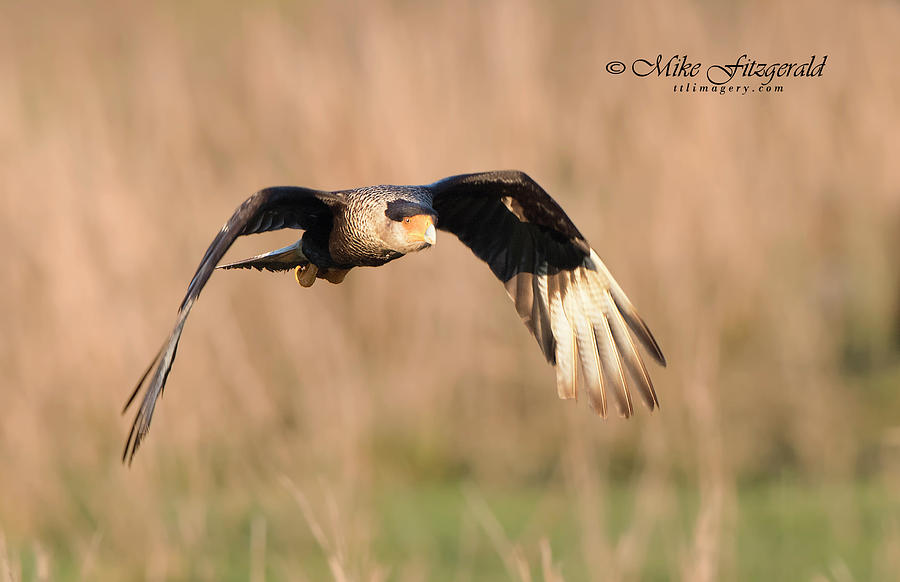 Crested Caracara by Mike Fitzgerald Crested Caracara by Mike Fitzgerald