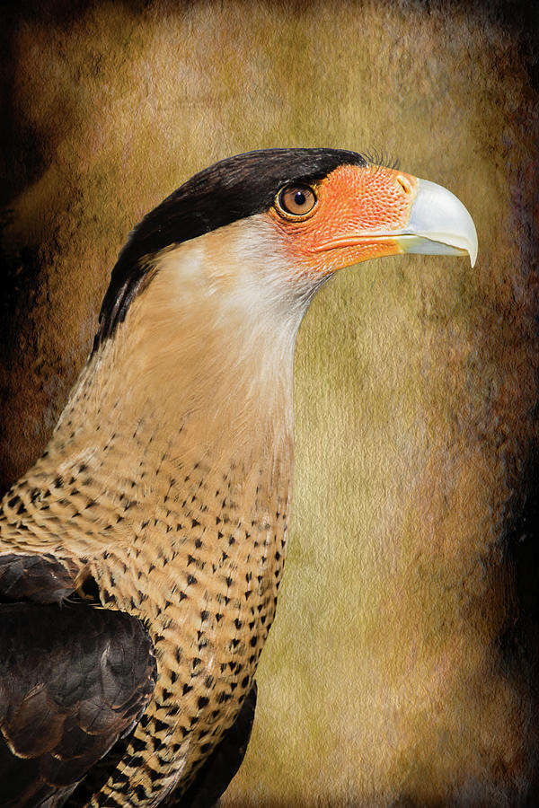 Crested Caracara Portrait Photograph by Dawn Currie