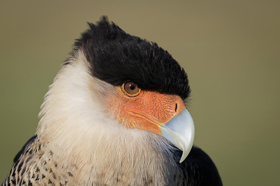 Crested Caracara Portrait - Winged Ambassadors Photograph by Dawn Currie