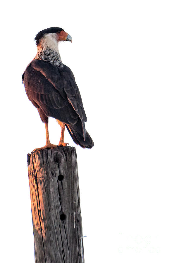 Crested Caracara Photograph By Rodney Cammauf Fine Art America 