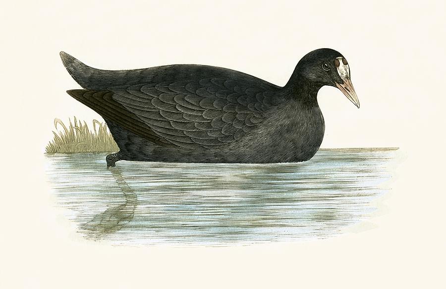 Crested Coot Painting by English School