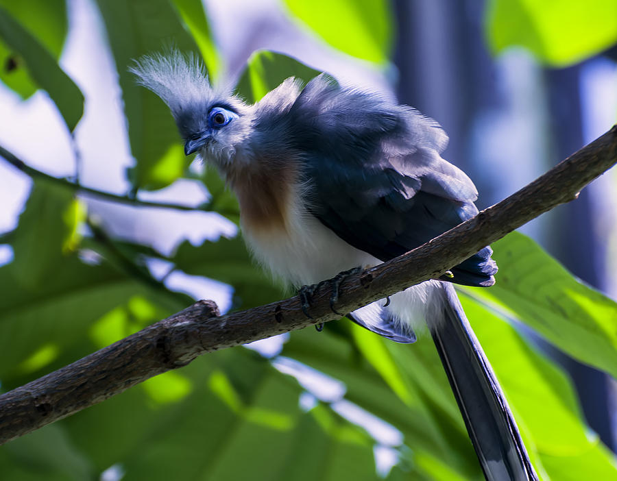 Bird Photograph - Crested Coua by Flees Photos
