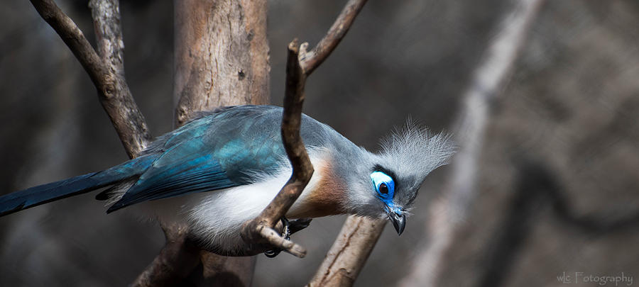 Bird Photograph - Crested Coua by Wendy Carrington