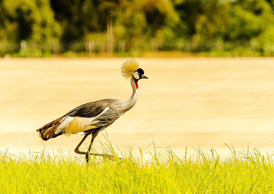 Crested Crane Photograph by Patrick Kain