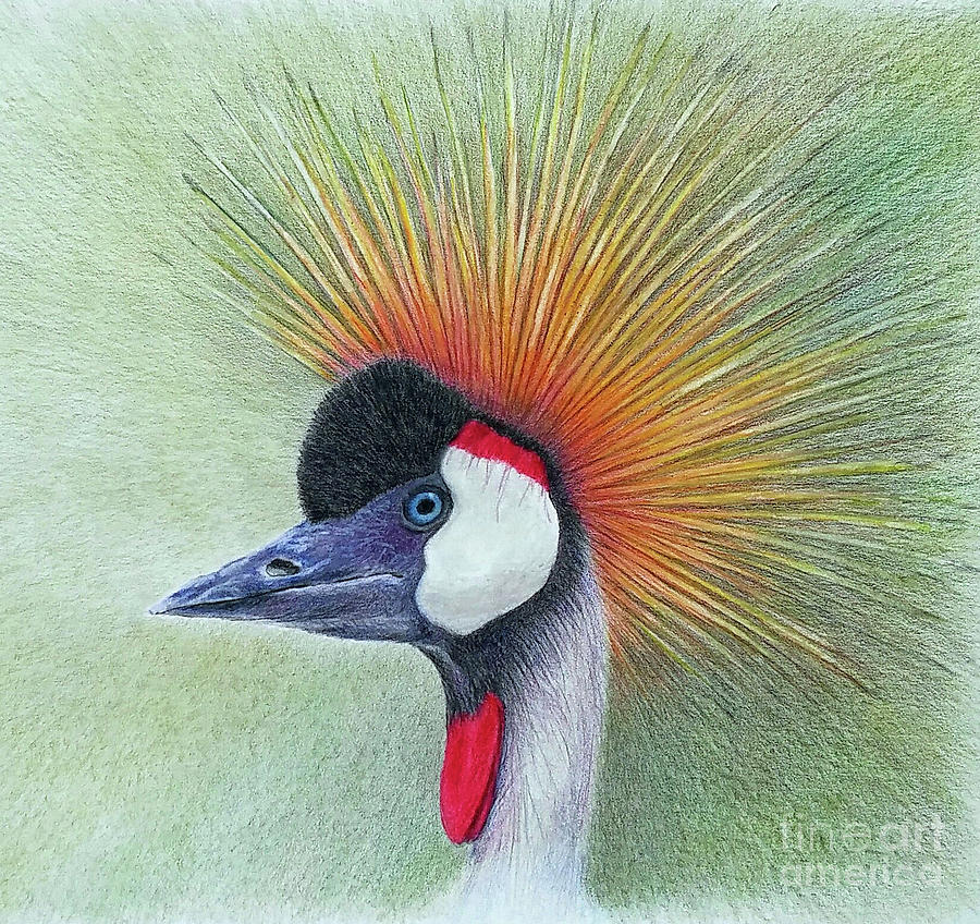 Crested Crane Painting by Phyllis Howard