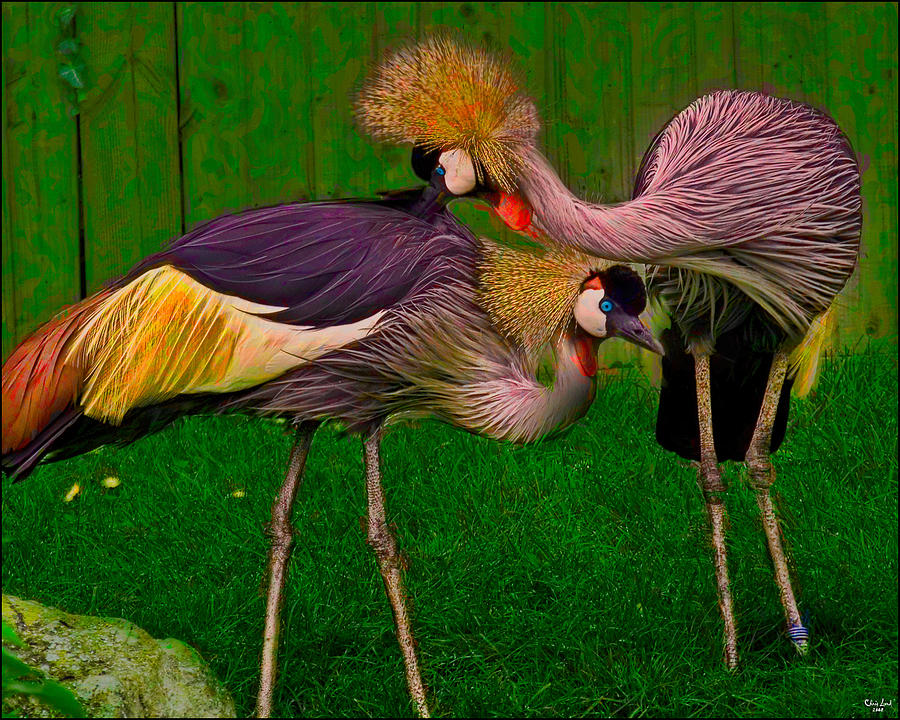 Crane Photograph - Crested Cranes by Chris Lord