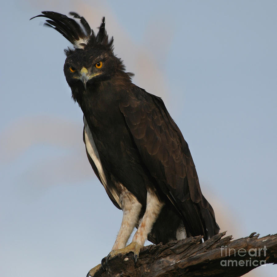 Crested Eagle Kenya Photograph by Joseph G Holland