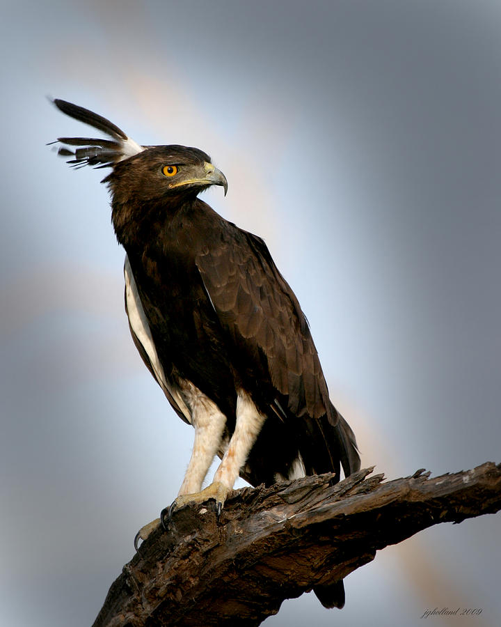 Crested Eagle Samburu Kenya Photograph by Joseph G Holland