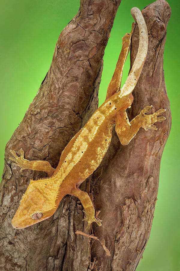 Crested Gecko Photograph by Lindley Johnson