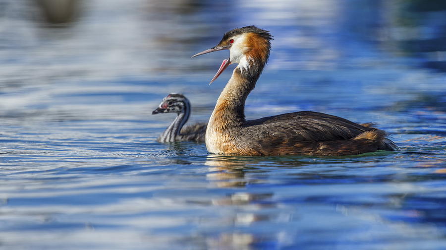 Crested grebe, podiceps cristatus, duck and baby Photograph by Elenarts - Elena Duvernay photo