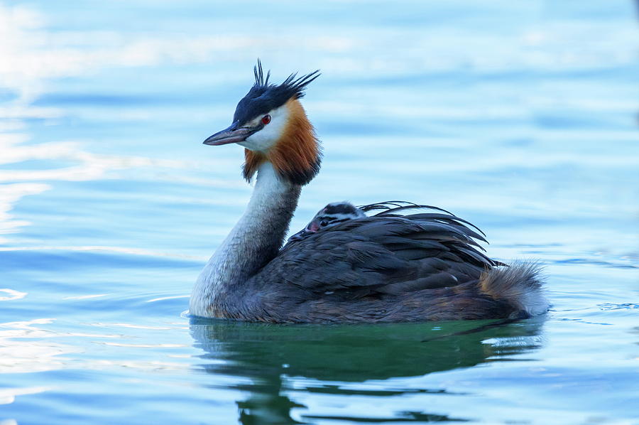 Crested grebe, podiceps cristatus, duck and baby Photograph by Elenarts - Elena Duvernay photo