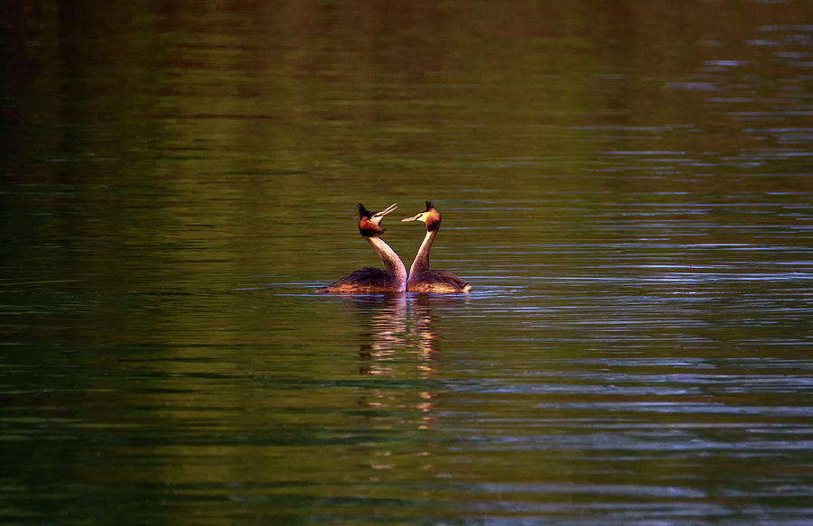 Crested grebe, podiceps cristatus, ducks courtship Photograph by Elenarts - Elena Duvernay photo
