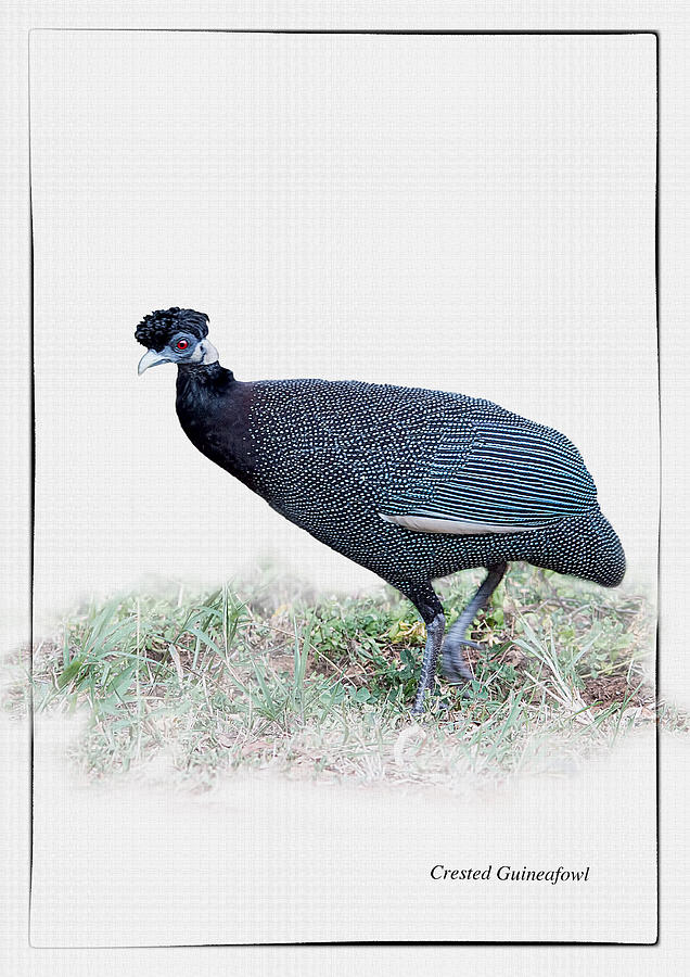 Crested Guineafowl On White Background Photograph