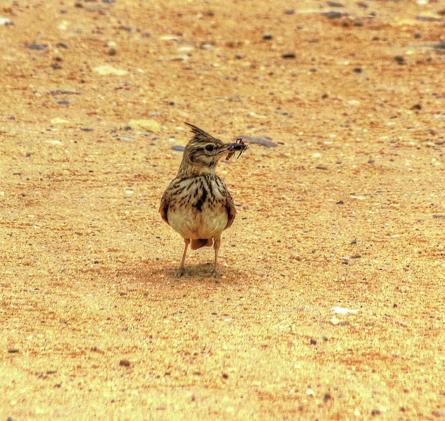 Crested Lark With Insect Photograph by Jeff Townsend