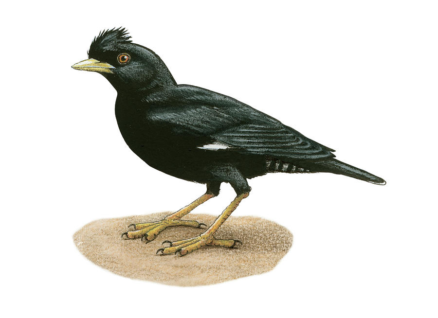 Common Mynah Bird: Over 66 Royalty-Free Licensable Stock Illustrations &  Drawings | Shutterstock