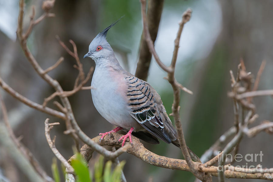 Crested Pigeon Photograph by B.G. Thomson