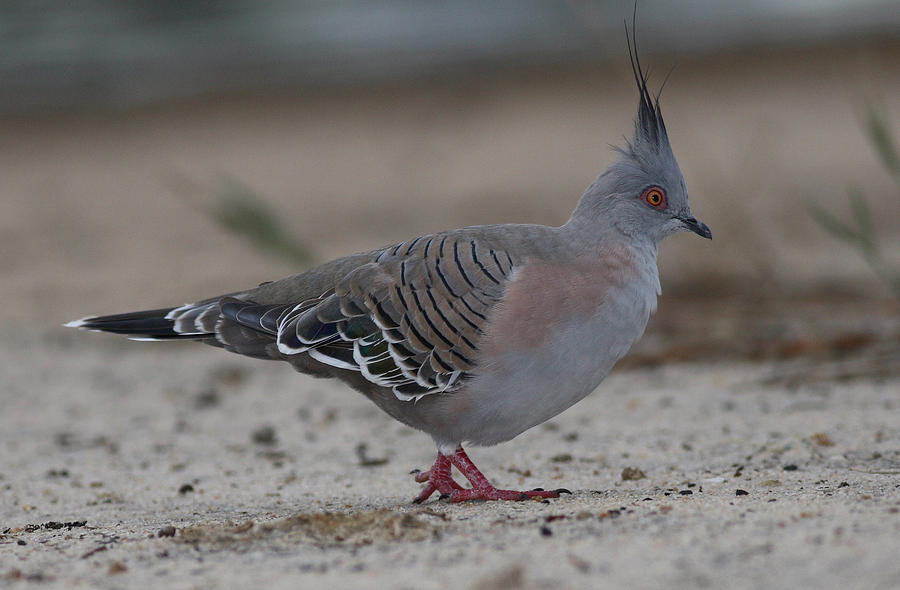 Crested pigeon Photograph by Masami Iida