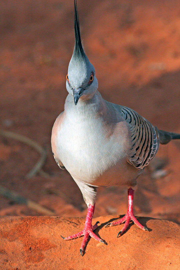 Crested Pigeon Photograph by Tony Brown